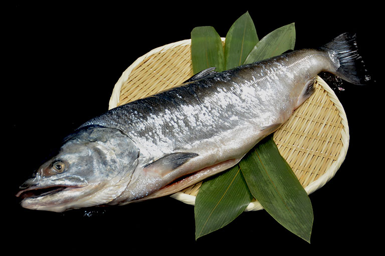 北海道枝幸沖で獲れた新巻鮭 | オホーツクの海産物通販サイトNORTH